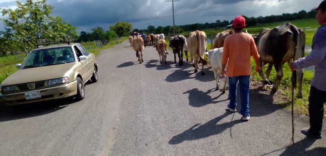Movilizan ganado por la inundación en Los Ríos