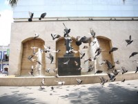 Organizan Centro y UJAT Festival  de las Aves Villahermosa 2022