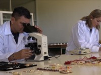 Obtiene UJAT patente para cultivo de perlas