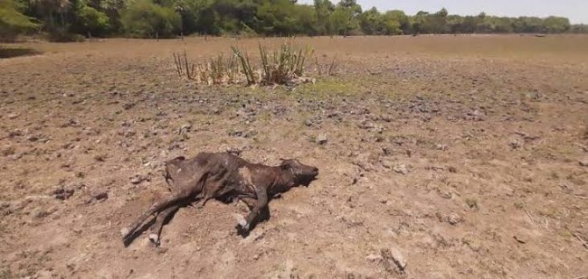 Fuerte sequía azotará al campo,  afectará al ganado y agricultura