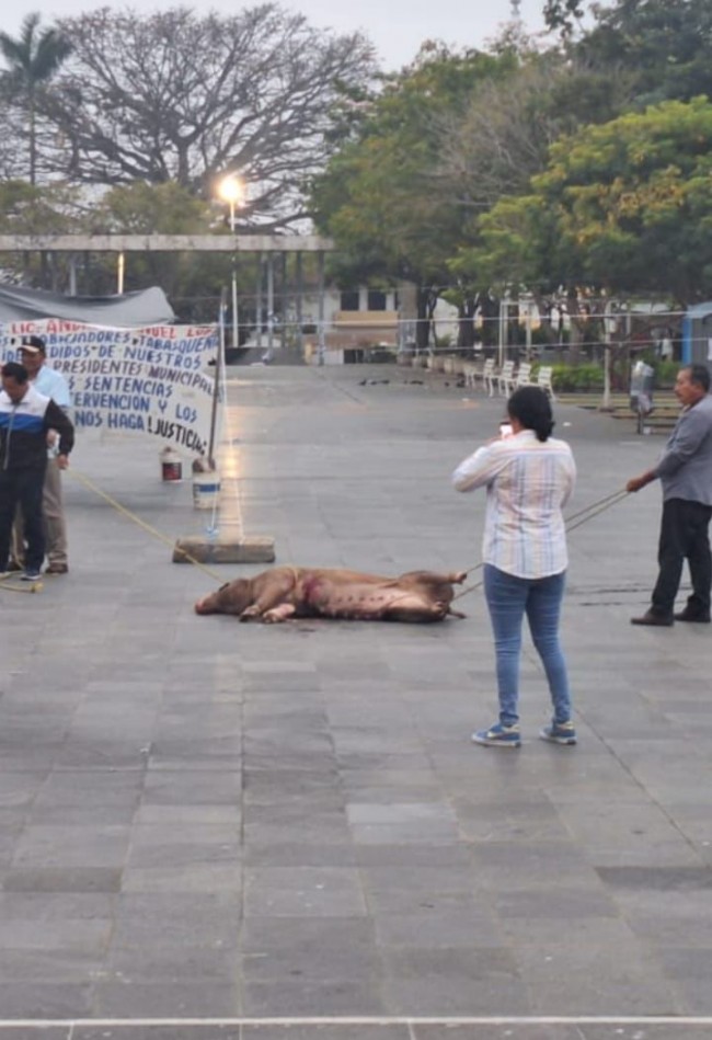 Matan huelguistas un cerdo en Plaza de Armas