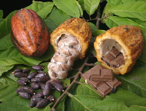Declaran al “Cacao” Patrimonio Cultural Inmaterial de Tabasco