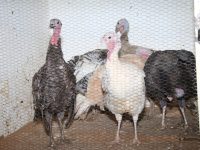 Prevén que aumente la venta de pavos criollos