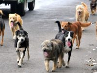 Preocupa a Caninos 911 las denuncias sobre uso de carne de perro en negocios de comida