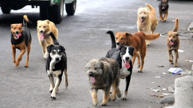 Preocupa a Caninos 911 las denuncias sobre uso de carne de perro en negocios de comida