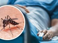 Baja Tabasco al lugar once en casos de dengue
