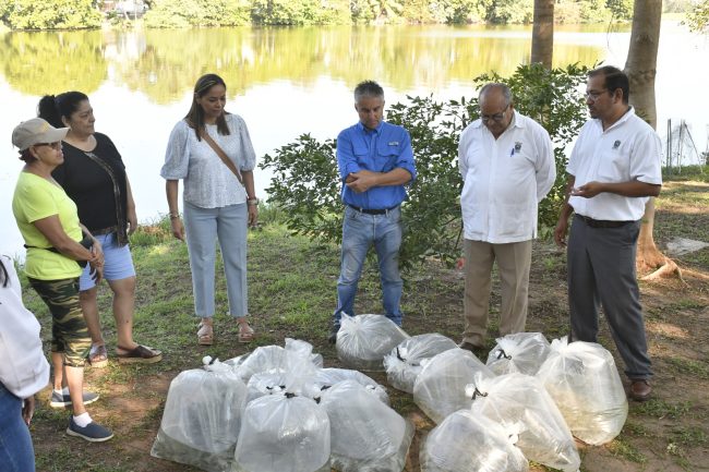Liberan UJAT y GEOLIS ocho mil alevines en la Laguna de las Ilusiones