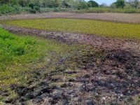 Fuerte sequía afectará gravemente al ganado