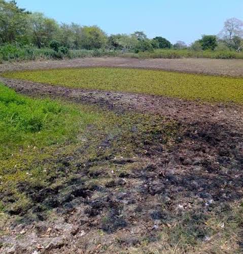 Fuerte sequía afectará gravemente al ganado