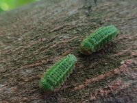 Plaga de gusanos ataca plantíos en zonas de Paraíso