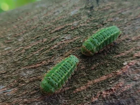 Plaga de gusanos ataca plantíos en zonas de Paraíso