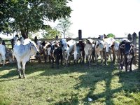 Fortalecen a productores con Programa Crédito Ganadero a la Palabra