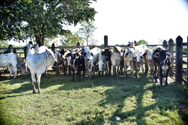 Fortalecen a productores con Programa Crédito Ganadero a la Palabra