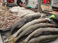 Prevén repunte de hasta 70% en la venta de pescados y mariscos
