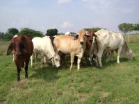 Gusano barrenador se propaga en campo jonuteco