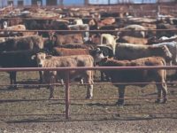 Frena EU importación de ganado mexicano