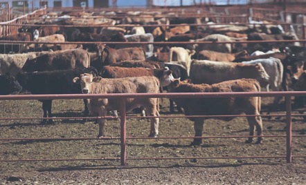 Frena EU importación de ganado mexicano