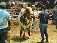Muchos visitantes en la Exposición Ganadera en la Feria