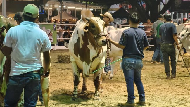 Muchos visitantes en la Exposición Ganadera en la Feria