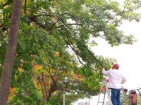 Continuarán con desmorre y mantenimiento de árboles