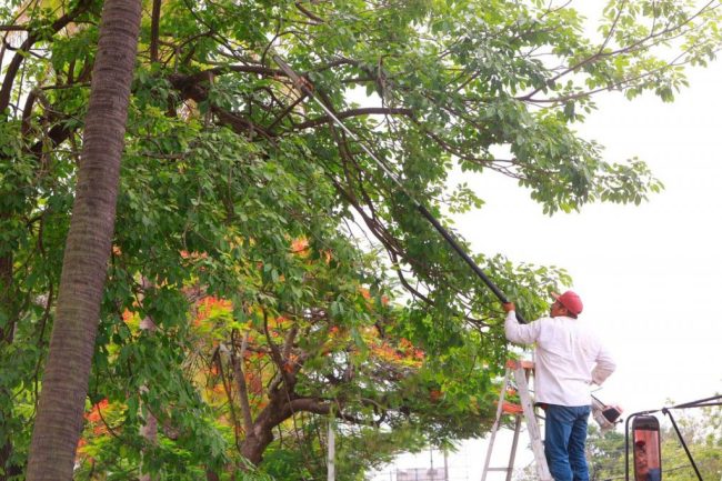 Continuarán con desmorre y mantenimiento de árboles