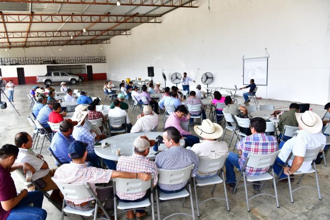 Bajan casos de contagios de gusano barrenador