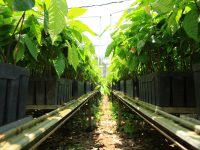 Movilizan 1 millón de plantasde cacao hacia parcelas