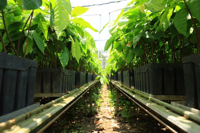 Movilizan 1 millón de plantasde cacao hacia parcelas