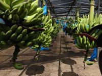 Banano de la Finca ‘Las Lilias’, al mercado nacional e internacional