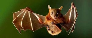 Día Internacional de Apreciación de los Murciélagos