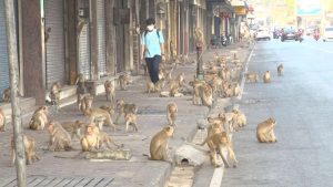 Lopburi, la ciudad tailandesa de los monos